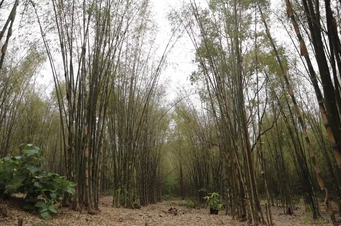 Trồng tầm vông mở lối thoát nghèo cho người dân vùng đất đồi khô hạn