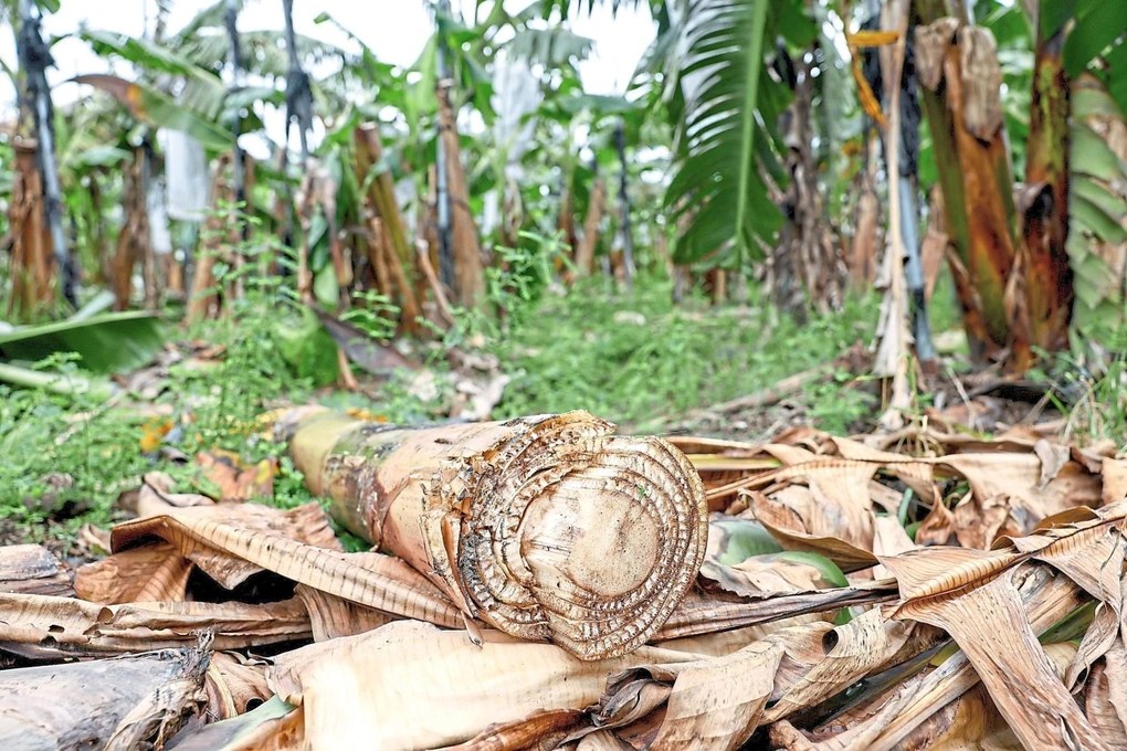 Nghiên cứu xây dựng công thức ủ thân chuối thải loại sau thu hoạch thành phân bón hữu cơ chất lượng cao