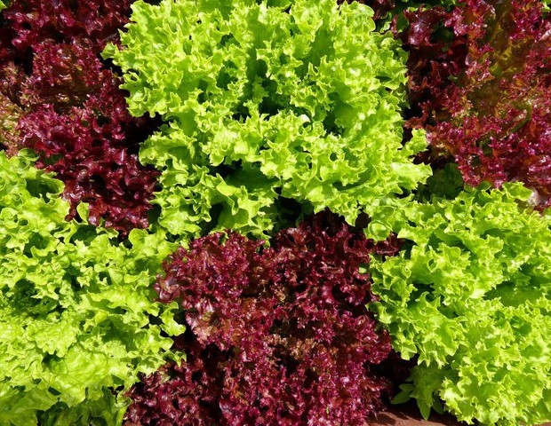 7 thực phẩm “ngon - bổ - rẻ” được ví như insulin tự nhiên, nhiều người ăn mỗi ngày mà không biết