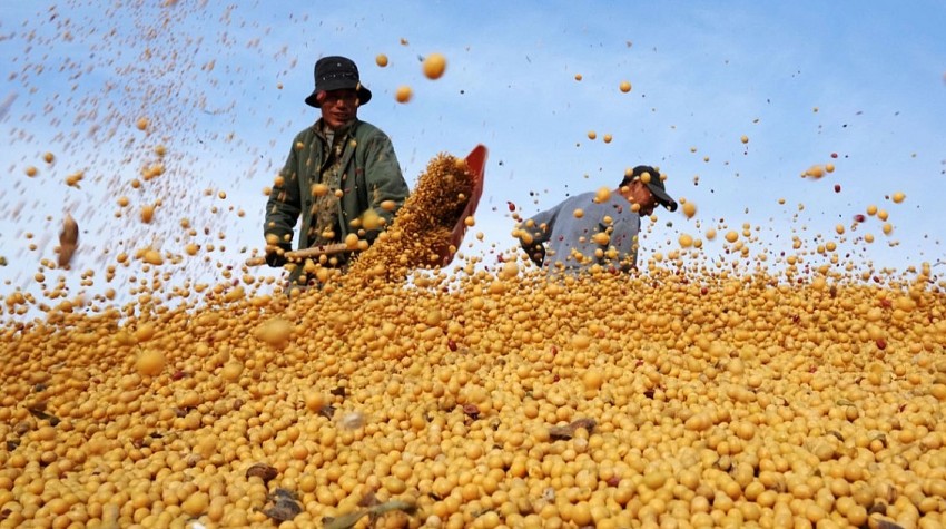 Nông dân Hoa Kỳ thận trọng trước cam kết mua đậu tương từ Trung Quốc