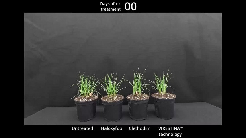 Công nghệ Virestina mở ra bước tiến mới trong kiểm soát cỏ dại kháng thuốc