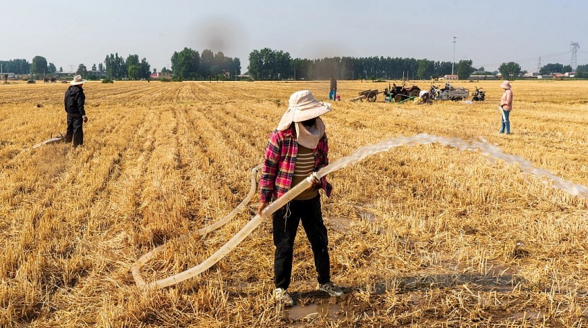 Trung Quốc chứng minh thành công mô hình trồng lúa mì trên sa mạc sau hai năm thử nghiệm