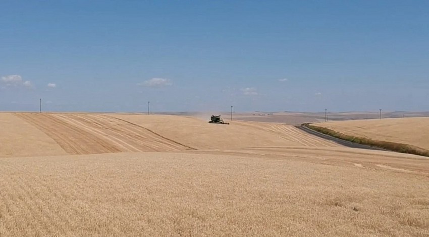 Trung Quốc chứng minh thành công mô hình trồng lúa mì trên sa mạc sau hai năm thử nghiệm