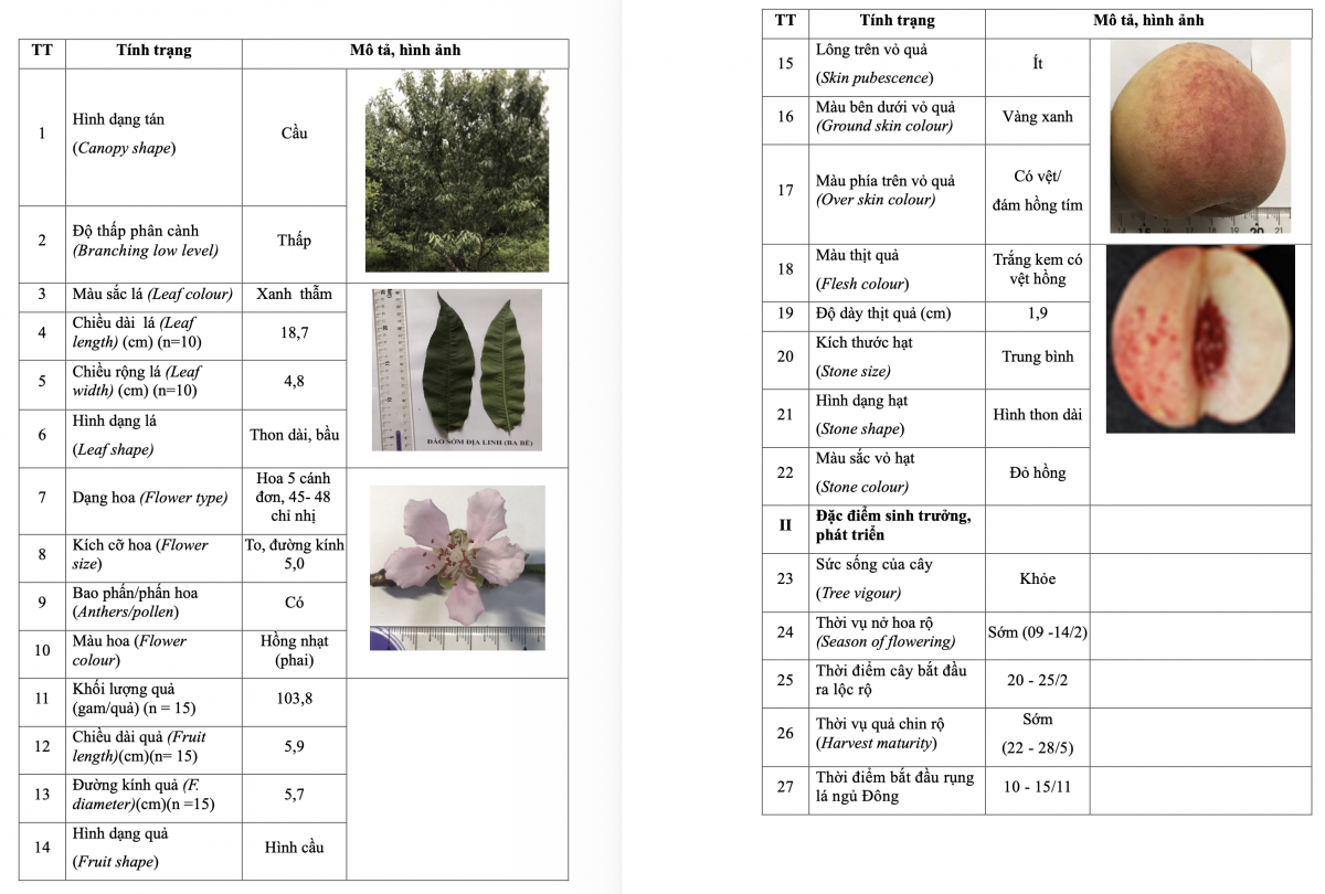 Đặc điểm hình thái giống đào Sớm Địa Linh tỉnh Thái Nguyên