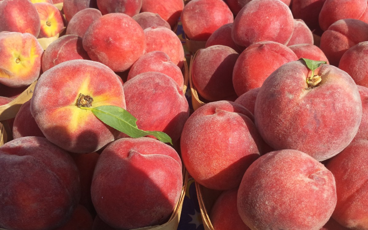 Đặc điểm hình thái giống đào Sớm Địa Linh tỉnh Thái Nguyên