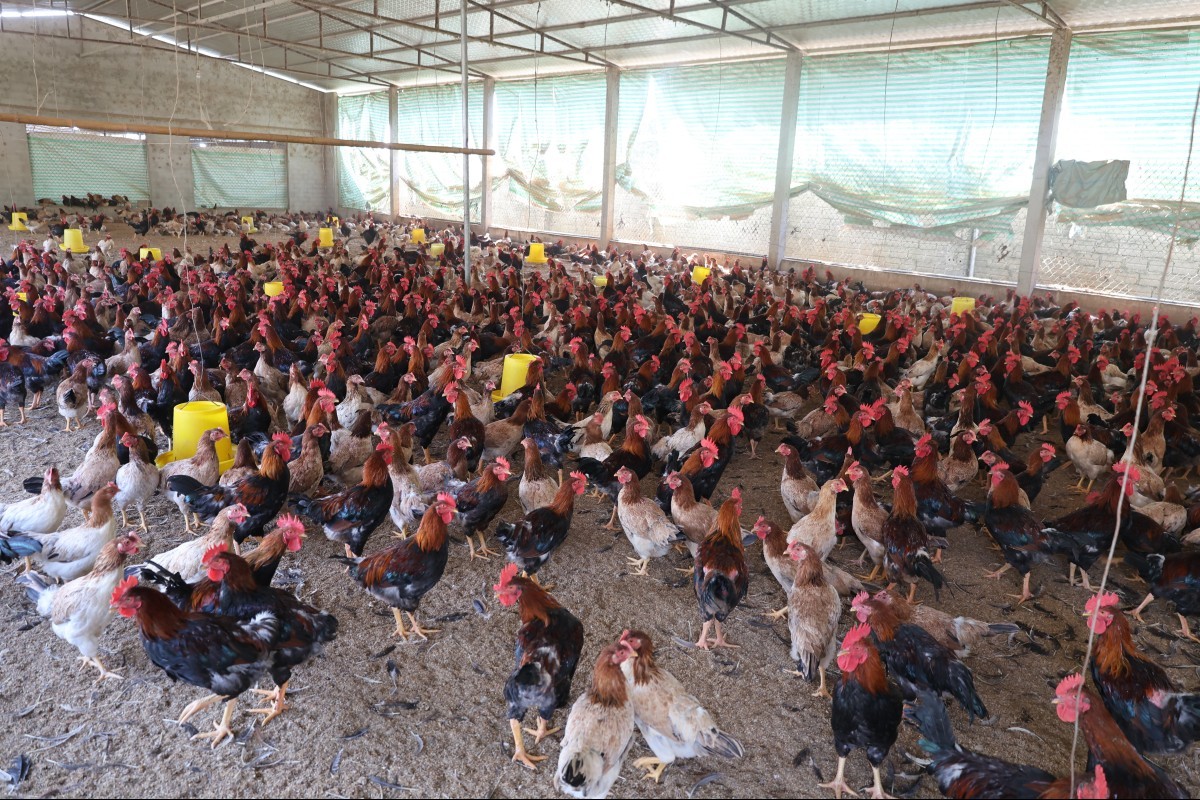 Liên kết chặt chẽ, mở hướng bền vững cho nghề nuôi gà ri truyền thống