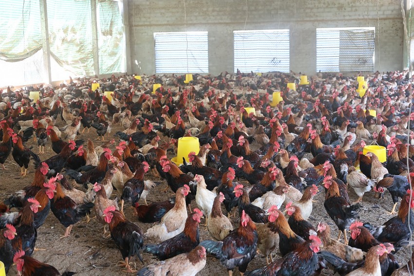 Gà ri của HTX Xuân Hồng được nuôi, chăm sóc và phòng chống dịch bệnh theo tiêu chuẩn VietGAP.