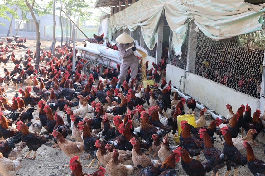 Mô hình nuôi gà ri của HTX gà quê Xuân Hồng đang tạo ra nguồn thu nhập ổn định cho bà con tại xã Thọ Xuân. 