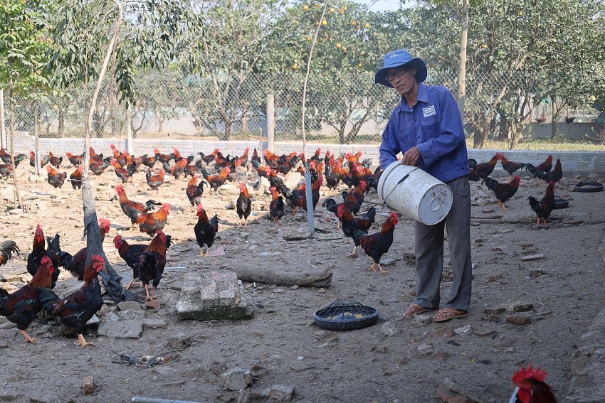 Trang trại hơn 8.000 con gà ri của gia đình ông Hà Xuân Hòa mỗi năm cho thu nhập gần 300 triệu đồng sau khi trừ chi phí. 
