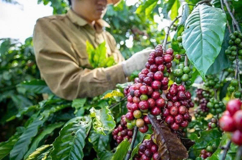 Nông nghiệp xanh không còn là khẩu hiệu