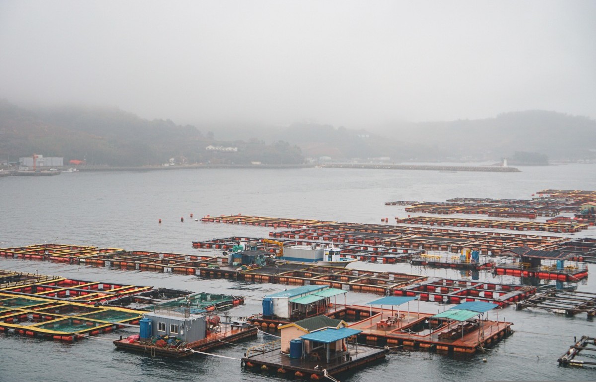 Hải sản Quảng Ninh trong chuỗi cung ứng thực phẩm sạch