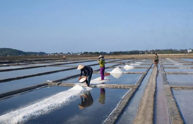 Giá muối tăng, diêm dân Quảng Ngãi kỳ vọng vụ mùa bội thu