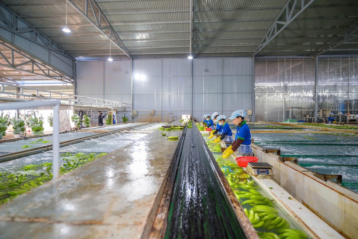 KD Green Farm đặt “nền móng” vững chắc cho nông nghiệp công nghệ cao trên đại ngàn Tây Nguyên