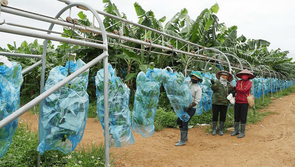 KD Green Farm đặt “nền móng” vững chắc cho nông nghiệp công nghệ cao trên đại ngàn Tây Nguyên