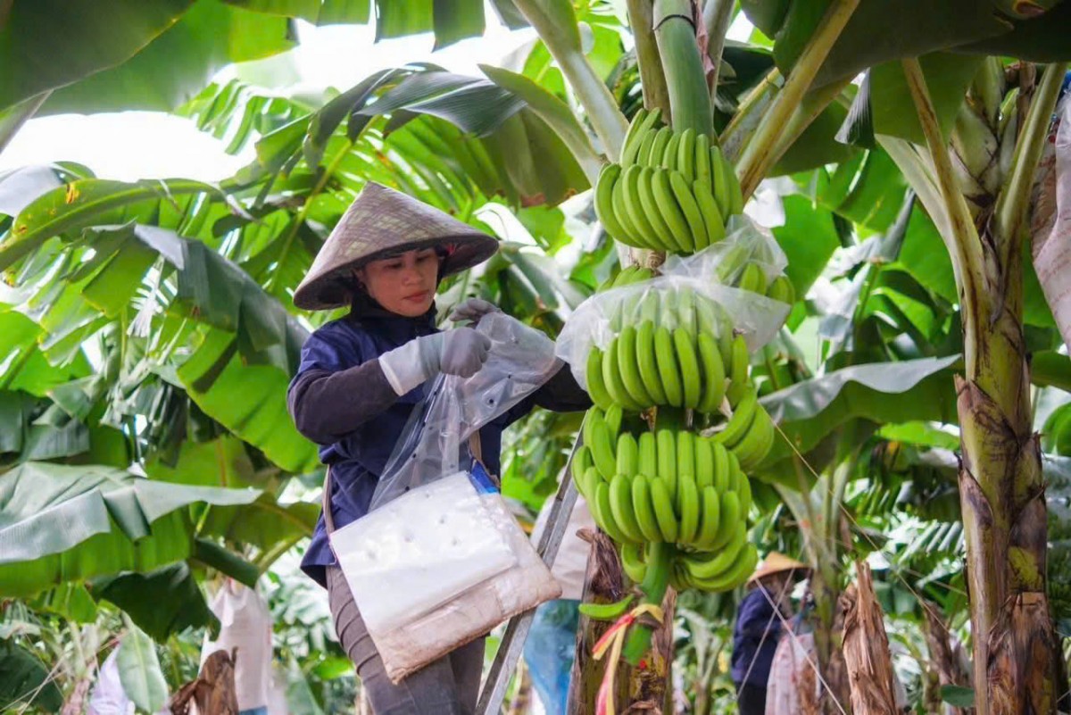 KD Green Farm đặt “nền móng” vững chắc cho nông nghiệp công nghệ cao trên đại ngàn Tây Nguyên