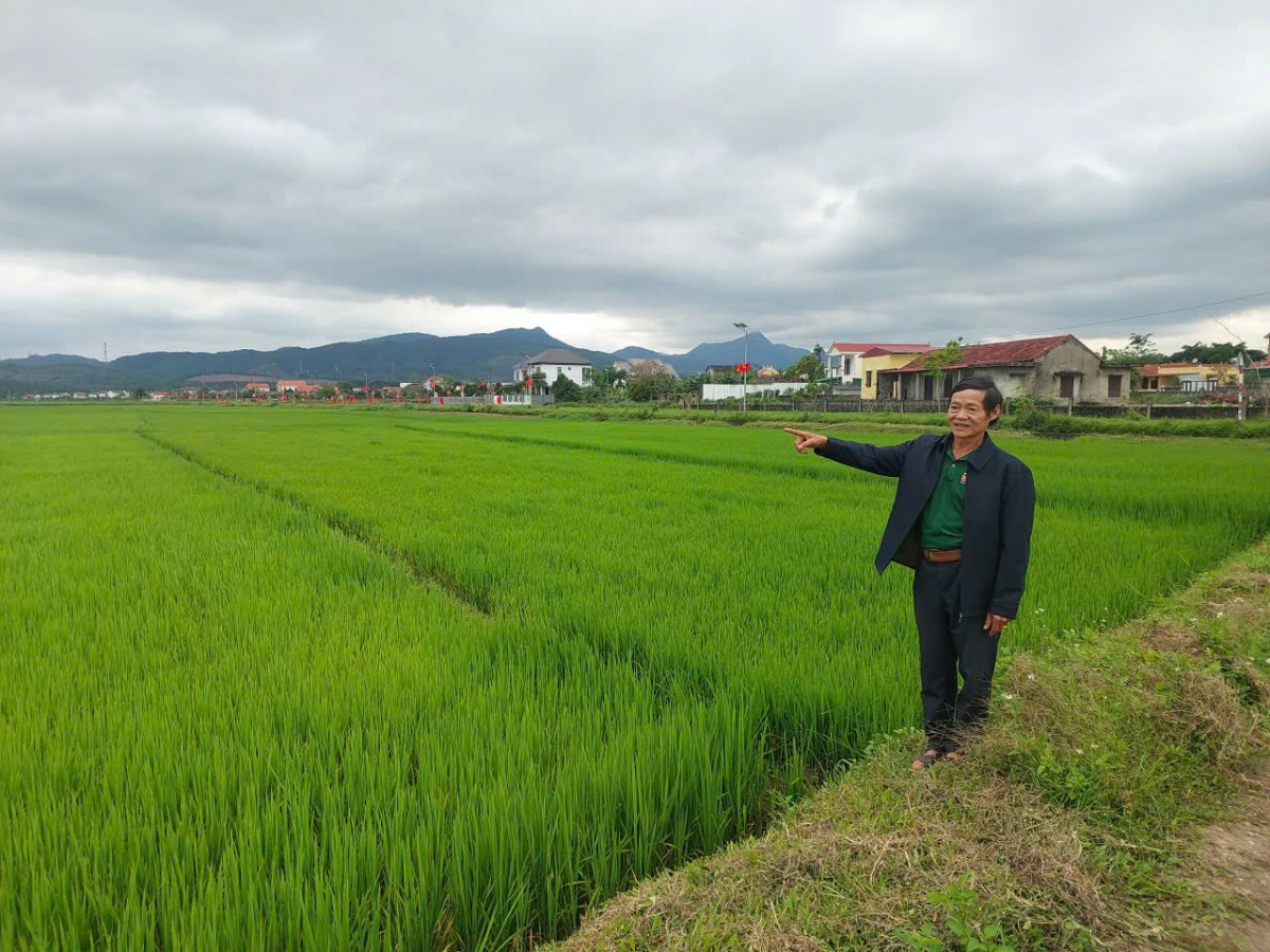 Gian nan tìm lối thương hiệu gạo sạch Vĩnh Tuy