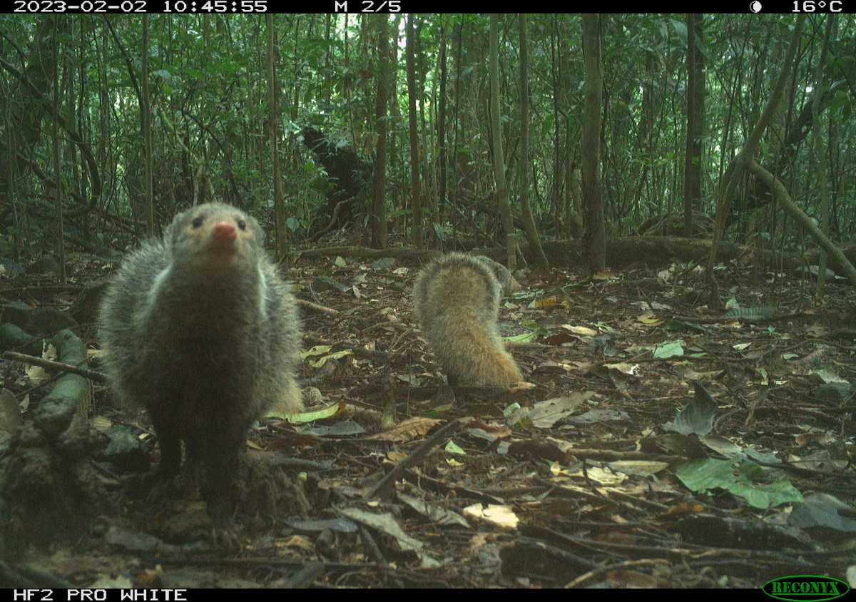 tính ổn định của quần thể một số loài chỉ thị trong hệ sinh thái rừng Bạch Mã