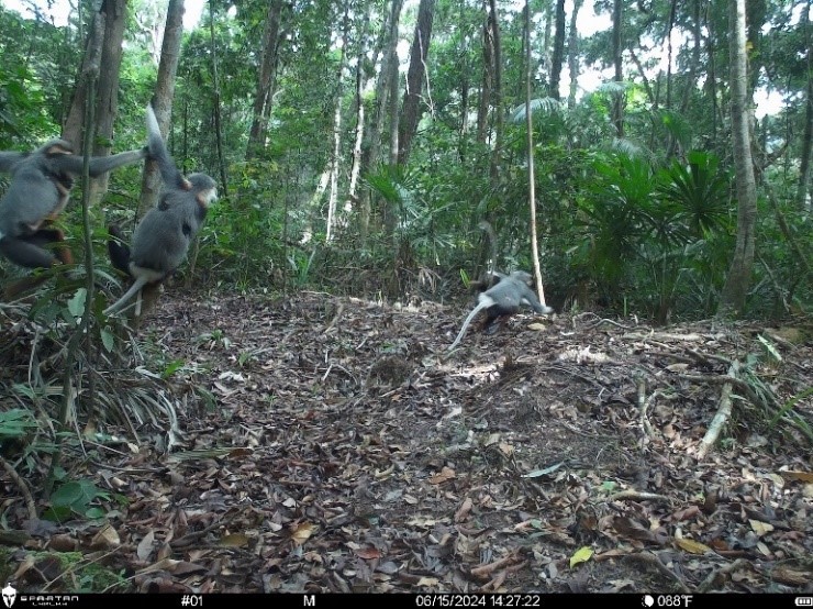Chà vá chân nâu – “nữ hoàng linh trưởng” cần được bảo vệ