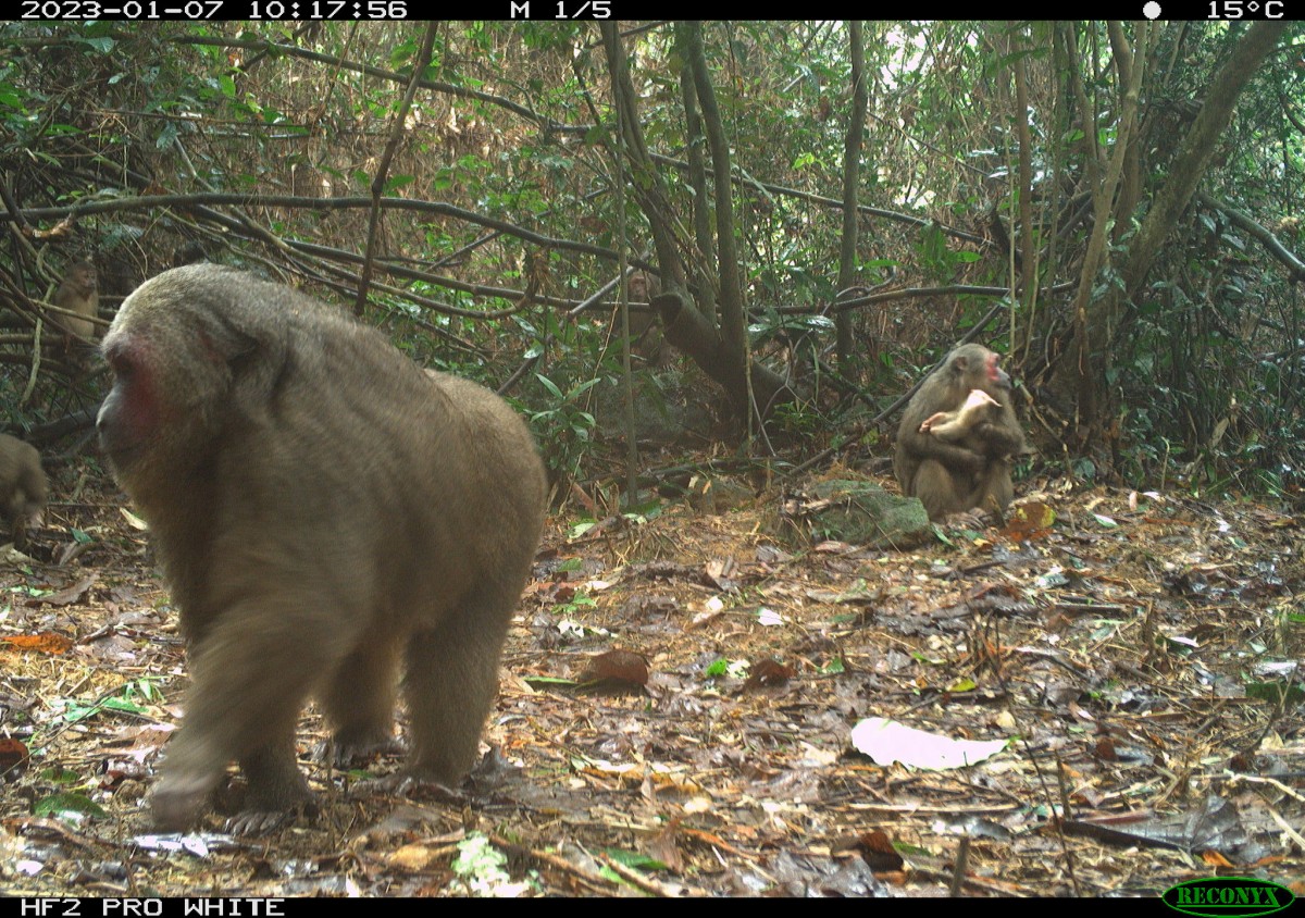 tính ổn định của quần thể một số loài chỉ thị trong hệ sinh thái rừng Bạch Mã