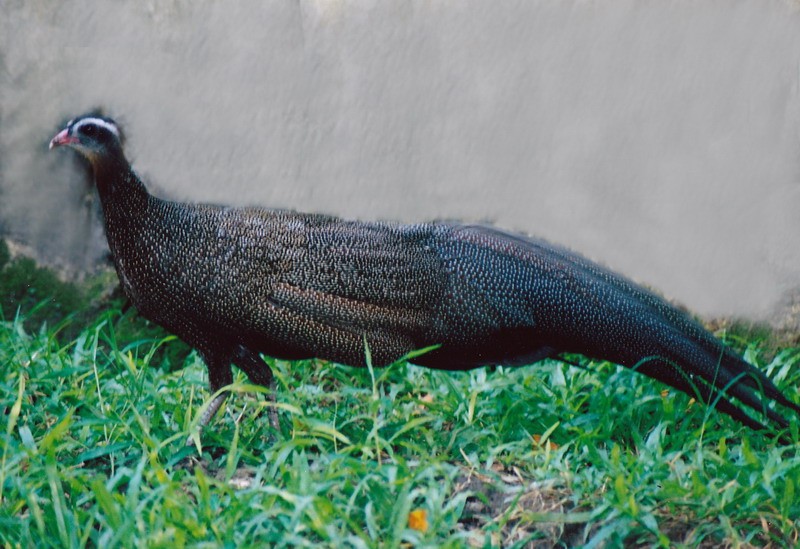 Việc bảo vệ các loài quý hiếm là trách nhiệm chung của mọi người, toàn xã hội