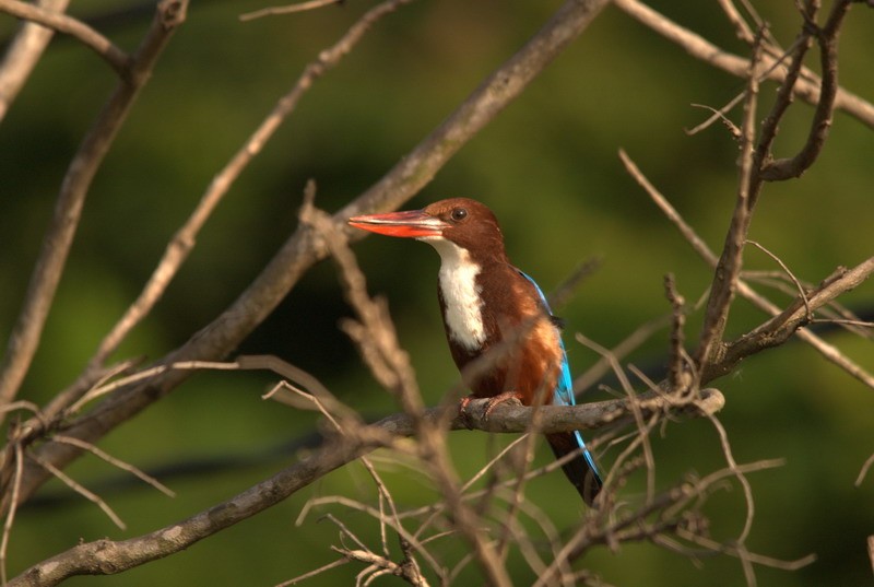 Việc bảo vệ các loài quý hiếm là trách nhiệm chung của mọi người, toàn xã hội