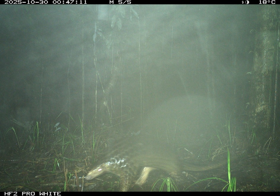 Ghi nhận sự hiện diện của Tê tê tại điểm giám sát 08