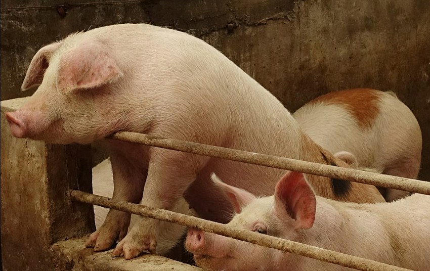 Sản lượng tăng vọt, giá heo hơi tại Trung Quốc xuống mức thấp nhất 8 năm