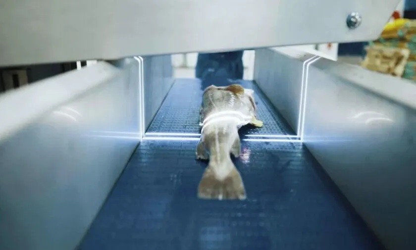 Phân biệt cá tươi bằng camera thông minh: Công nghệ mới từ Nga đạt độ chính xác 90%