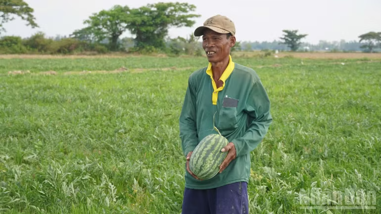 Nông dân linh hoạt chuyển đổi cây trồng, thích ứng biến động thời tiết