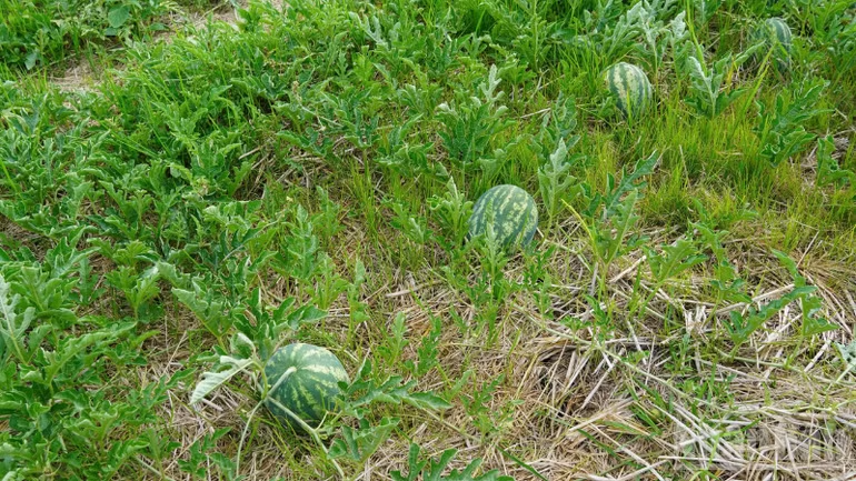 Nông dân linh hoạt chuyển đổi cây trồng, thích ứng biến động thời tiết