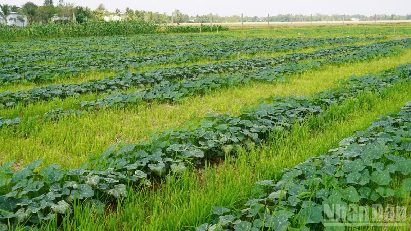 Nông dân linh hoạt chuyển đổi cây trồng, thích ứng biến động thời tiết