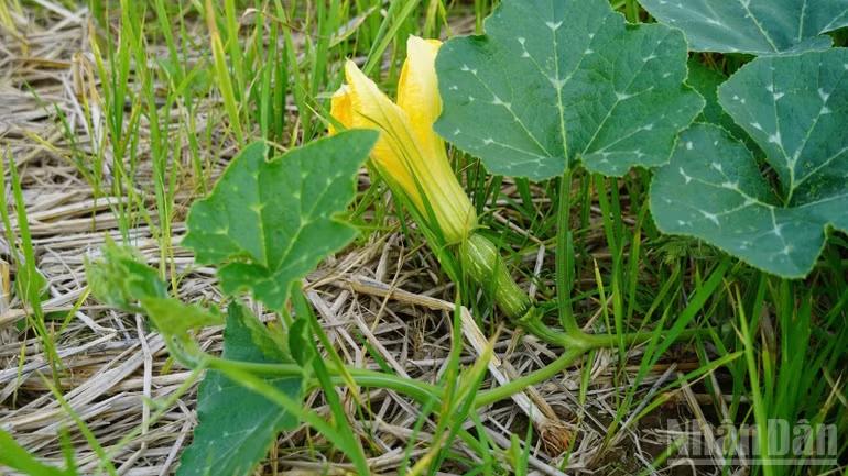 Nông dân linh hoạt chuyển đổi cây trồng, thích ứng biến động thời tiết