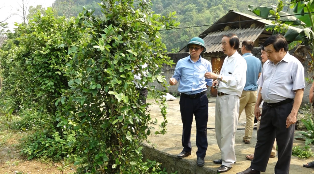 Cao Bằng: Hội nghị đầu bờ nghiên cứu bảo tồn và phát triển nguồn gen cây mác púp