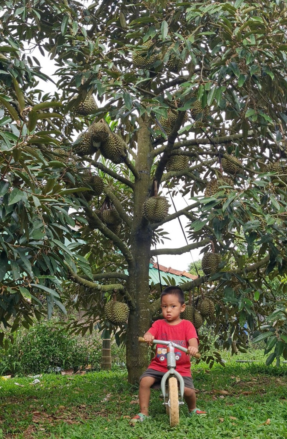 Gia Lai: Đã có 306 mã số vùng trồng được phê duyệt