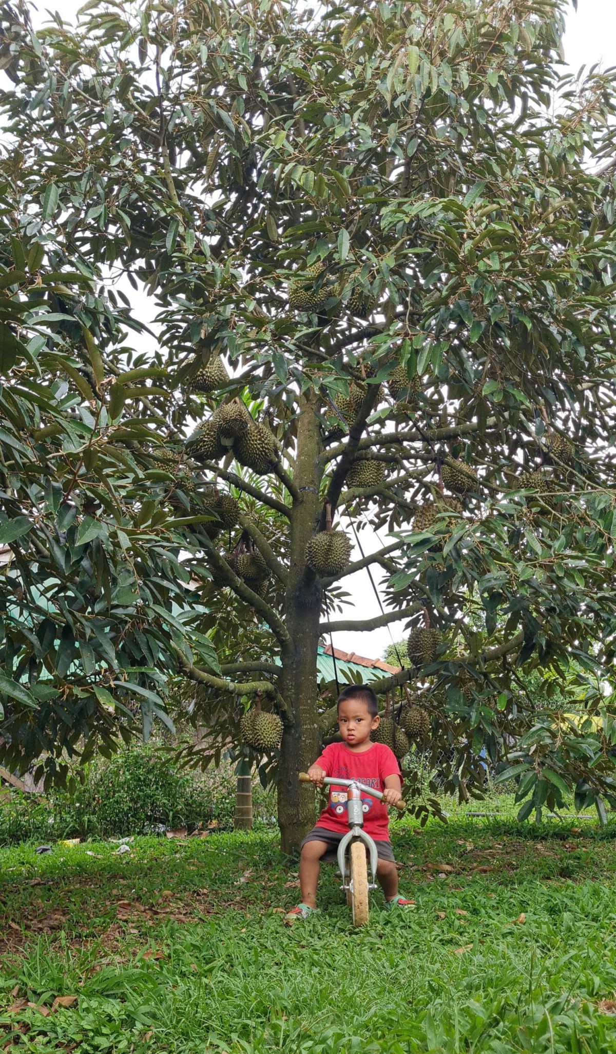 Gia Lai: Đã có 306 mã số vùng trồng được phê duyệt