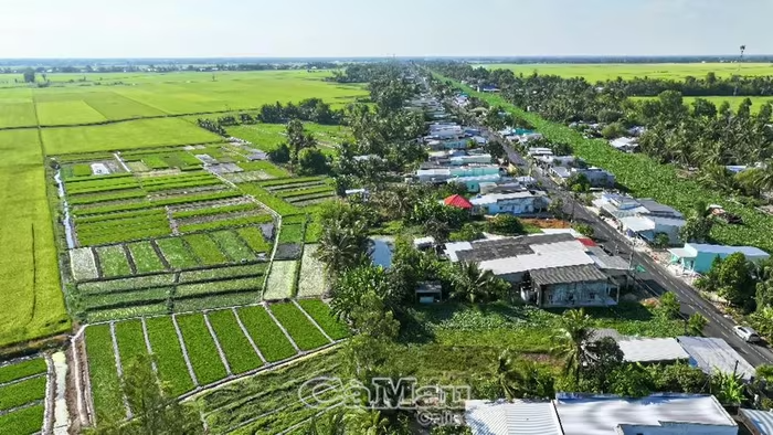 Vững sinh kế từ rau cần nước