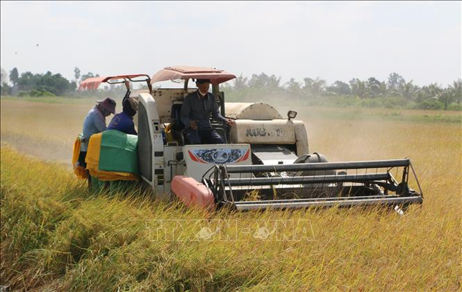 Giá lúa gạo trong nước và xuất khẩu đồng loạt tăng