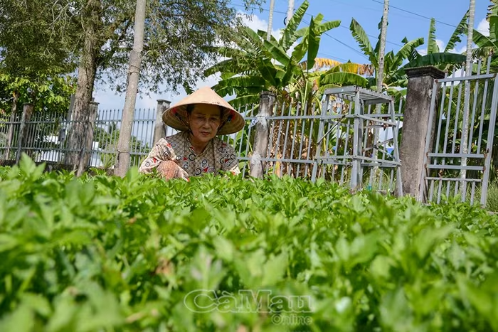 Vững sinh kế từ rau cần nước