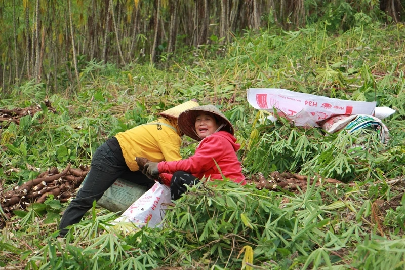 Mường Lát phát triển vùng nguyên liệu sắn