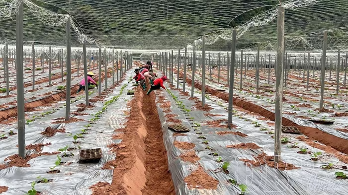 Giữ đất bằng cách làm mới