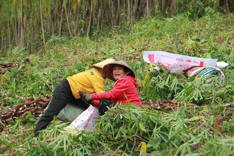 Mường Lát phát triển vùng nguyên liệu sắn