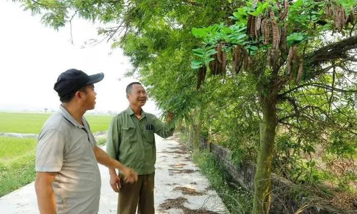 Hiệu quả bước đầu từ trồng cây bồ kết