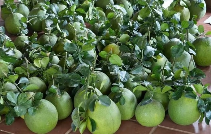 Trái bưởi Việt sẵn sàng chinh phục thị trường Australia