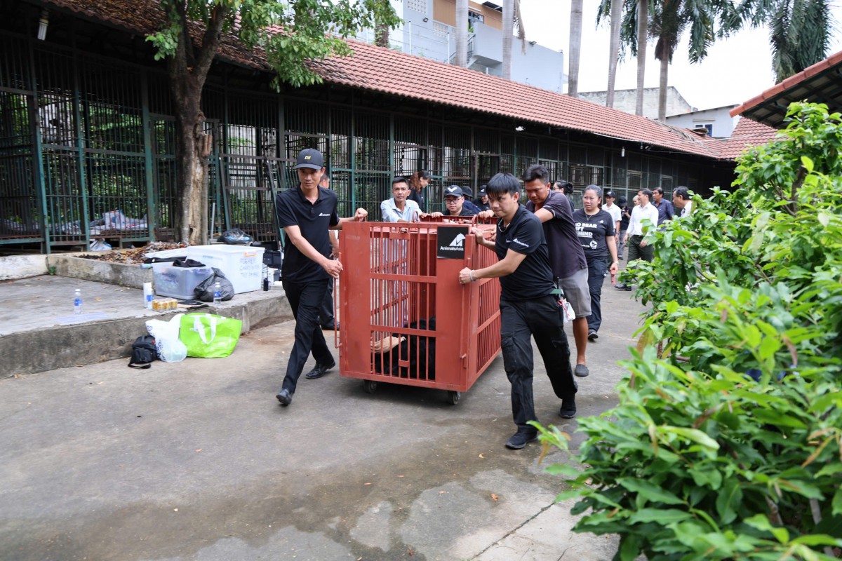 Đoàn cứu hộ triển khai cứu hộ 4 cá thể gấu nuôi nhốt lâu năm