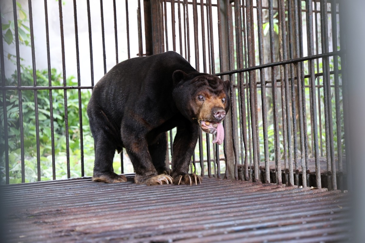 Cá thể gấu chó bòn bon