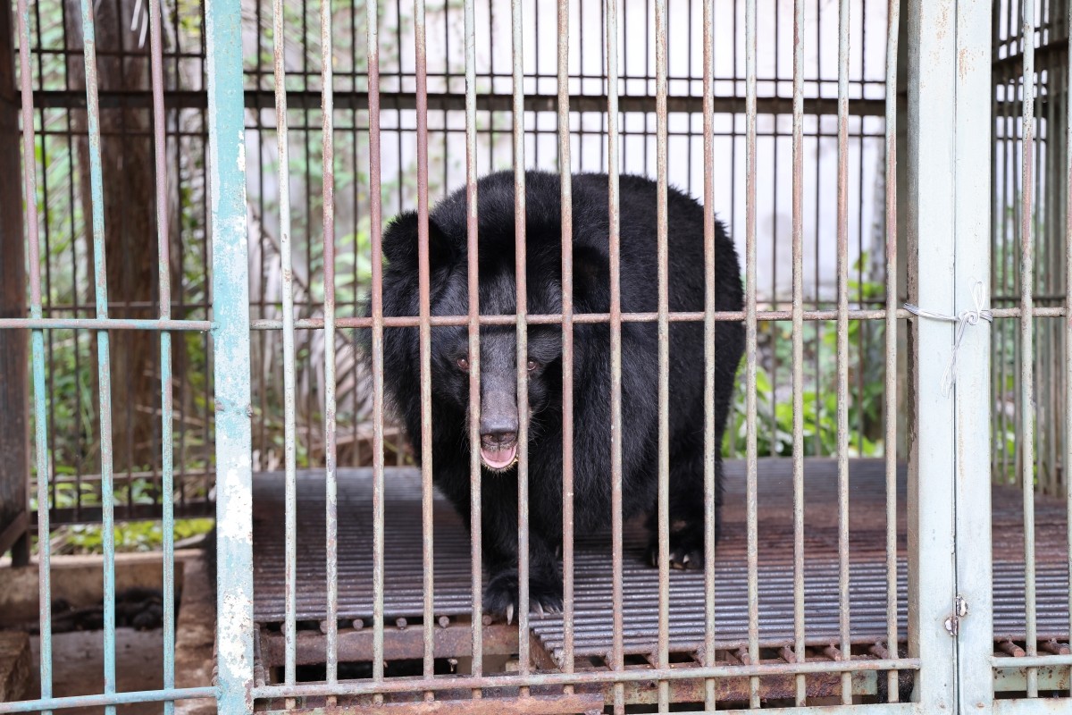 Cá thể gấu ngựa được cứu hộ