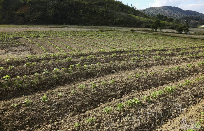 Chuyển đổi đất lúa thích ứng với biến đổi khí hậu