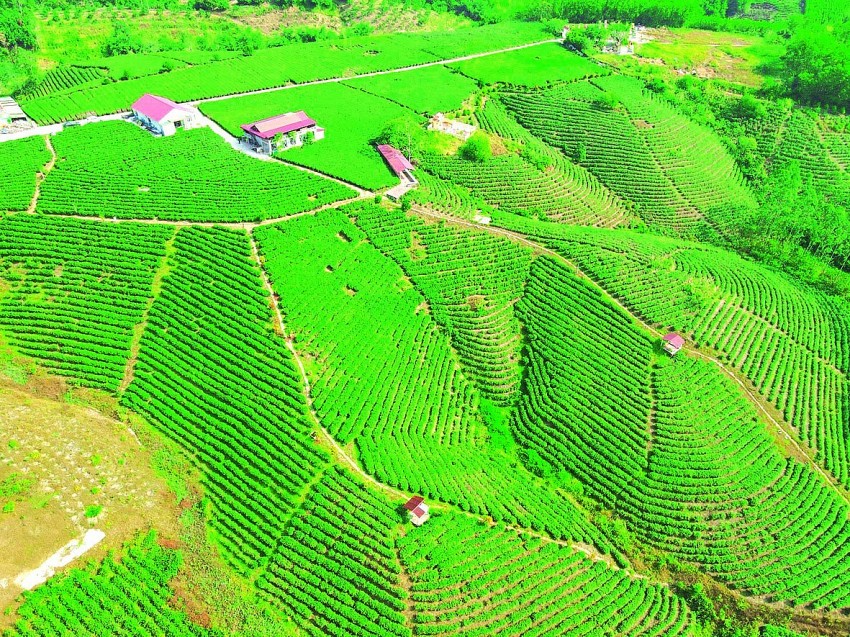 Nông trường chè .