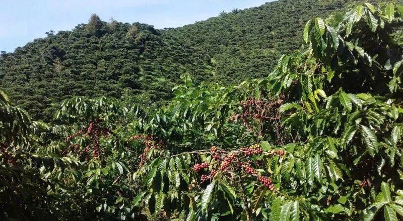 Tăng tốc phát triển vùng chuyên canh tập trung, hướng tới nông nghiệp công nghệ cao bền vững