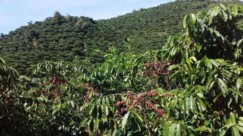 Tăng tốc phát triển vùng chuyên canh tập trung, hướng tới nông nghiệp công nghệ cao bền vững